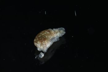 Media type: image;   Malacology 393728 Description: live specimen;